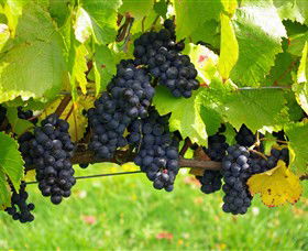 Paramoor Winery - Accommodation Cooktown 5