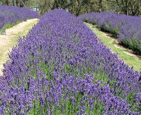 Yuulong Lavender Estate - Accommodation Cooktown 0