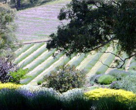 Yuulong Lavender Estate - Accommodation Cooktown 7