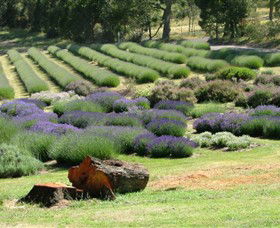 Yuulong Lavender Estate - Accommodation Cooktown 8
