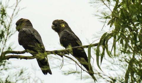 Conimbla National Park - Accommodation Cooktown 0