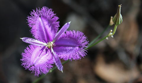 Conimbla National Park - Accommodation Cooktown 3