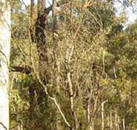 Warby-Ovens National Park - Accommodation Cooktown