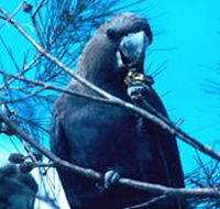 Mount Archer National Park - Accommodation Cooktown