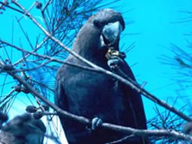 Mount Archer National Park - Accommodation Cooktown 0