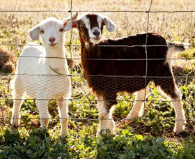 Dunkell Goats - Accommodation Cooktown 3