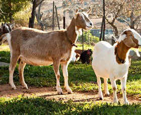 Dunkell Goats - Accommodation Cooktown 1
