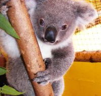 Cooberrie Park Wildlife Sanctuary - Accommodation Cooktown