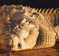 Koorana Crocodile Farm - Accommodation Cooktown