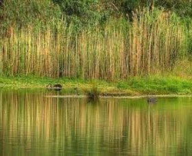 Wonga Wetlands - Accommodation Cooktown 2