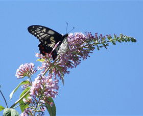 Albury Botanic Gardens - Accommodation Cooktown 5