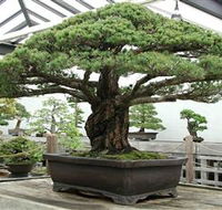 Peards Complex Albury - Accommodation Cooktown