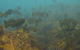 Bunurong Marine And Coastal Park - thumb 0