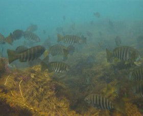 Bunurong Marine And Coastal Park - Accommodation Cooktown 0