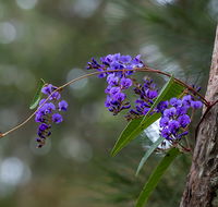 Mann River Nature Reserve - Accommodation Cooktown