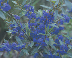 Kalamunda National Park - Accommodation Cooktown 2