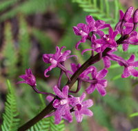 Cassinia walking track - Accommodation Cooktown