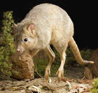 Kanyana Wildlife Rehabilitation Centre - Accommodation Cooktown