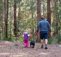 Olney State Forest - Watagan Mountains - Accommodation Cooktown