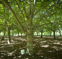 Sassafras Nuts - Accommodation Cooktown