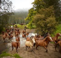 Glenworth Valley Horse Riding - Accommodation Cooktown