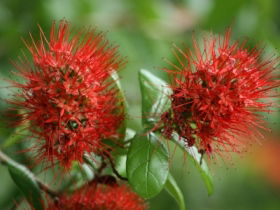 Hervey Bay Botanic Gardens - Accommodation Cooktown 2