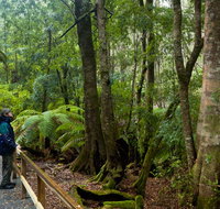 Monga National Park - Accommodation Cooktown