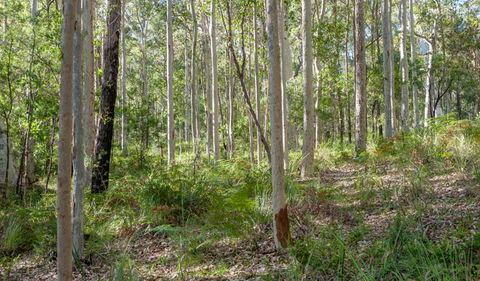 Corramy Regional Park - Accommodation Cooktown 1