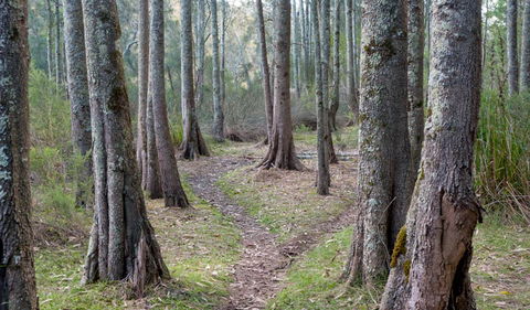 Anabranch Loop Track - Accommodation Cooktown 1