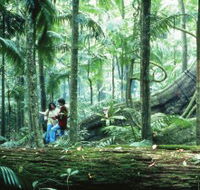 Illinbah circuit - Accommodation Cooktown