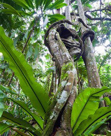  Accommodation Cooktown
