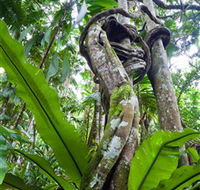Tamborine Rainforest Skywalk - Accommodation Cooktown
