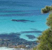 Jervis Bay Marine Park - Accommodation Cooktown