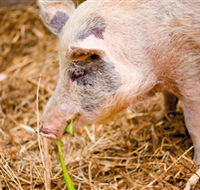 Djanbung Permaculture Gardens - Accommodation Cooktown