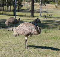 Glen Ian Ostrich and Emu Farm - Accommodation Cooktown