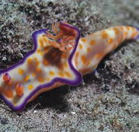 Curtain Artificial Reef Dive Site - Accommodation Cooktown