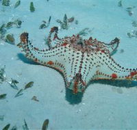 The Pines Dive Site - Accommodation Cooktown