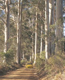 The Great Forest Trees Drive - Accommodation Cooktown 2