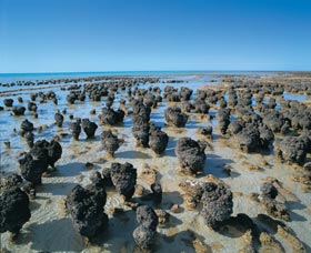 Hamelin Pool Stromatolites - Accommodation Cooktown 0