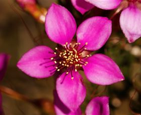 Flora - Accommodation Cooktown 0