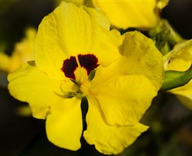 Flora - Accommodation Cooktown 1