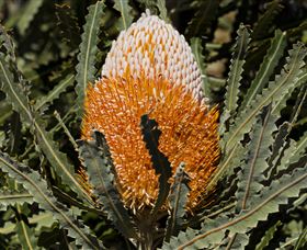 Flora - Accommodation Cooktown 2