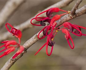 Flora - Accommodation Cooktown 3