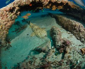 Aarhus Dive Site - Accommodation Cooktown 3