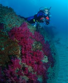 Aarhus Dive Site - Accommodation Cooktown 2