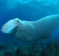 Manta Bommie Dive Site - Accommodation Cooktown