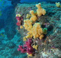 Shag Rock Dive Site - Accommodation Cooktown