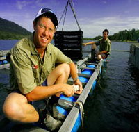 Armstrong Oysters - Accommodation Cooktown