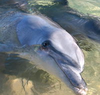 Dolphins of Monkey Mia - Accommodation Cooktown