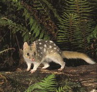 Tarkine Forest Reserve - Accommodation Cooktown